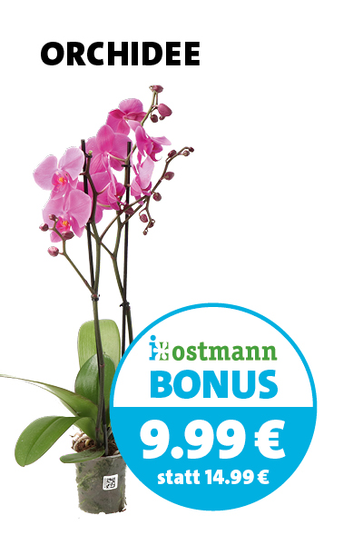 Bonus Orchidee