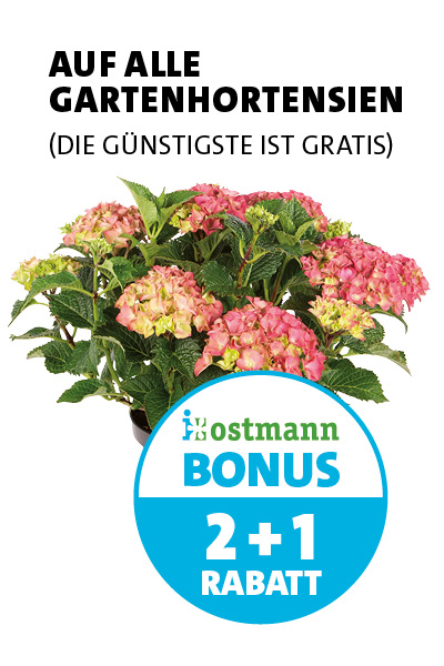 Bonus
