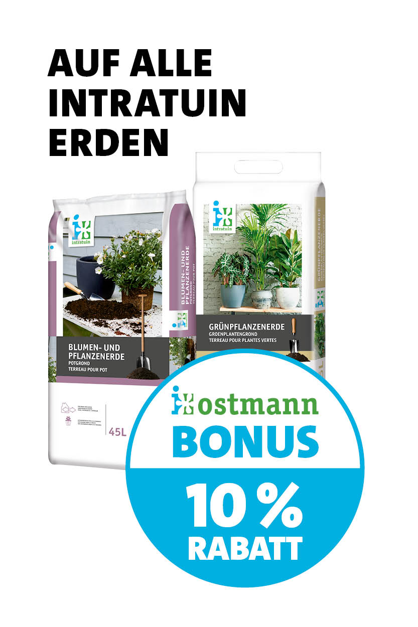 Bonus Zimmerpflanze
