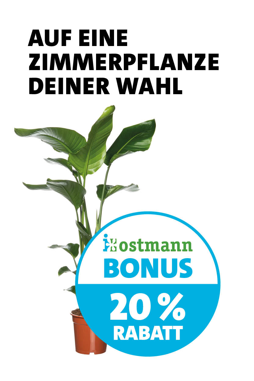 Bonus Zimmerpflanze