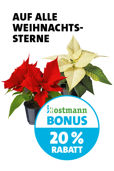 Bonus Weihnachtssterne