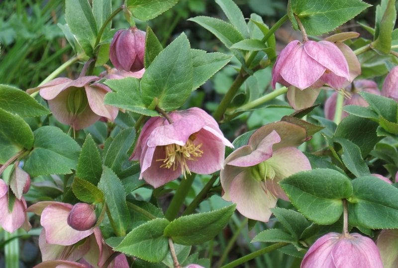 Blumen Ostmann Gartencenter In Visbek Wildeshausen Vechta Stuhr Und Bad Zwischenahn Gartenkalender Januar